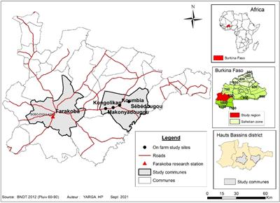 Performance of food–feed maize and cowpea cultivars under monoculture and intercropping systems: Grain yield, fodder biomass, and nutritive value